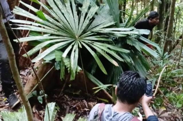Pekerja PT Aksa Hilang di Hutan Berau saat Merintis Jalan, Tim SAR Telusuri Temuan Bivak di Radius 3 Kilometer