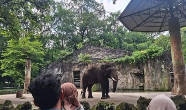 Sebanyak 58.025 Wisatawan Kunjungi Ragunan Saat Libur Imlek 2577 Kongzili
