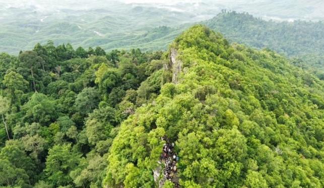 IKN Memberikan Ruang bagi Satwa Liar dan Membangun Kembali Hutan Endemik Kalimantan