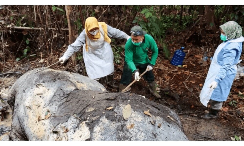 Perburuan Gading Kembali Terjadi, Gajah Sumatera Ditemukan Tewas dengan Kepala Terpotong di Pelalawan