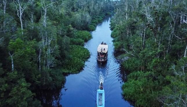 Praperadilan Ditolak, Kementerian Kehutanan Lanjutkan Proses Hukum 12 Tersangka PETI di Tanjung Puting