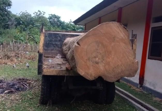 Kemenhut Tetapkan R sebagai Tersangka Pembalakan Liar di Cagar Alam Napabalano, Terancam 11 Tahun Penjara