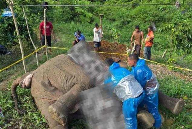 BKSDA Aceh Laporkan Kematian Gajah Sumatra Akibat Sengatan Listrik ke Polisi untuk Diselidiki