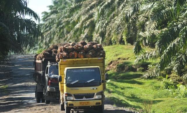 Tarif Nol Persen Diharapkan Dongkrak Ekspor Sawit Indonesia ke AS hingga Tembus Tiga Juta Ton