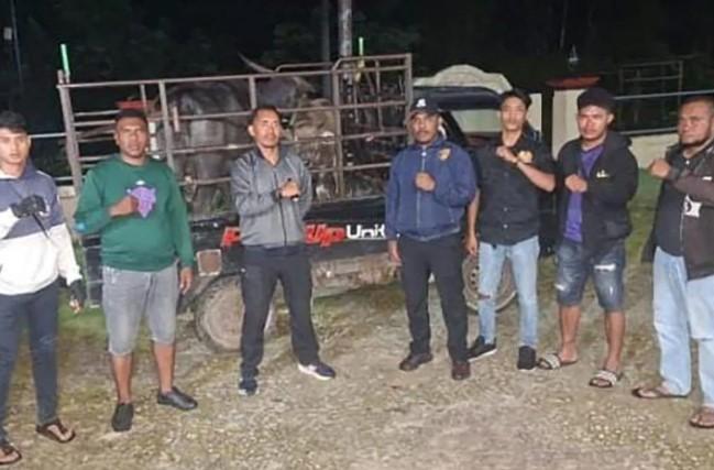 Polisi Temukan Dua Kerbau Curian di Sumba, Pelaku Masih Diburu
