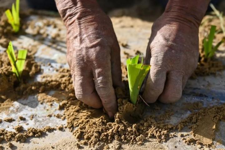 Proyek Sabuk Hijau Ubah Gurun Taklimakan Jadi Sumber Ekonomi dan Ekologi Baru di Xinjiang