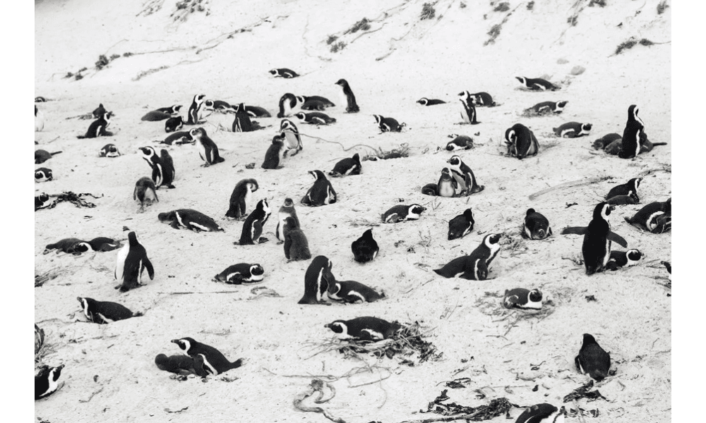 Afrika Selatan Soroti Ancaman Kepunahan Penguin Afrika pada Hari Penguin Sedunia