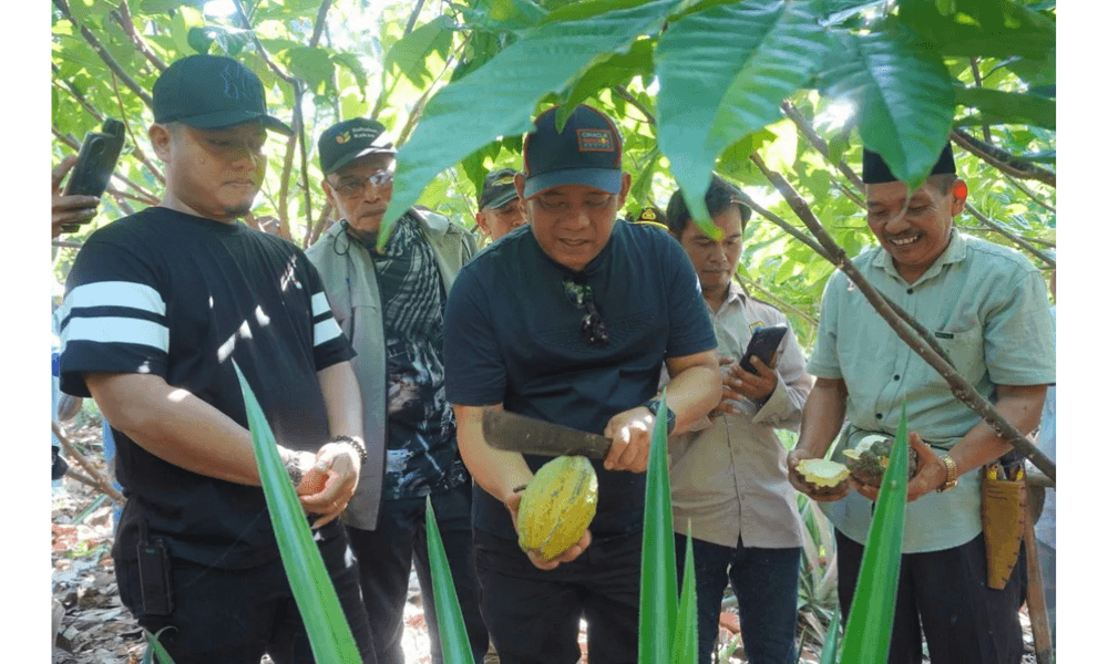 Luwu Kembangkan Klon Unggul Kakao Bersertifikat untuk Dongkrak Produksi dan Kesejahteraan Petani