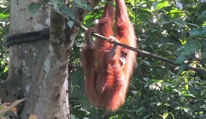 Kelahiran Badar di Jantho Jadi Harapan Baru Pelestarian Orang Utan Sumatera