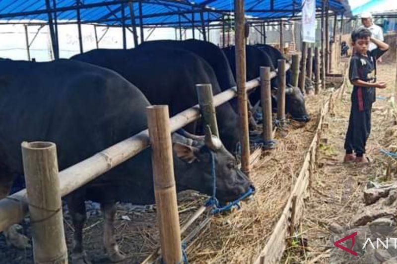 DIY akan Terima 10 Ribu Lebih Dosis Vaksin Antraks dari Kementan