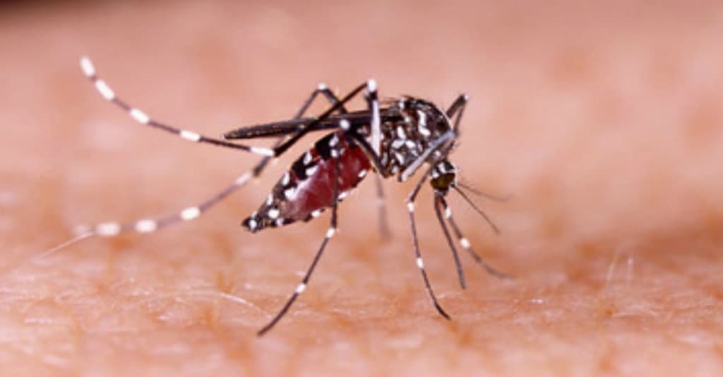 Kenali Beda Gejala Demam Dengue dan DBD