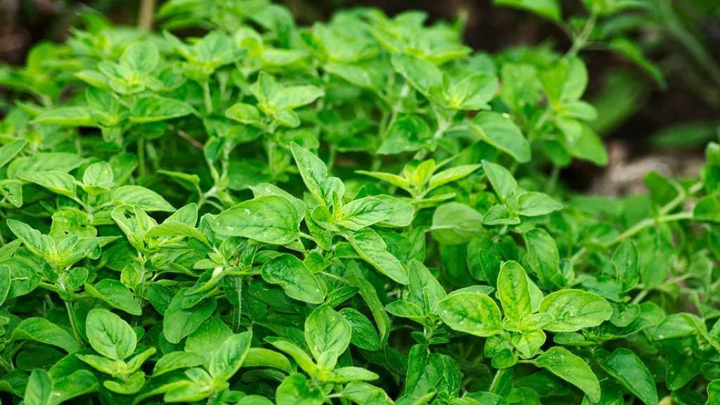 Jangan Asal Makan Tanaman Obat!