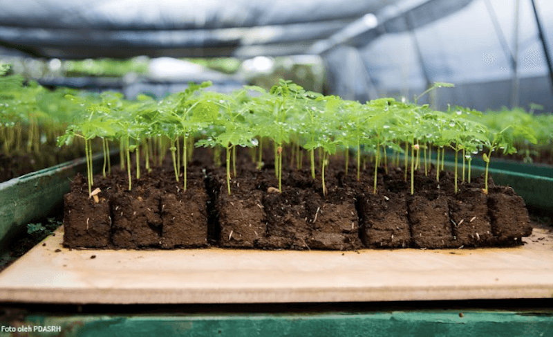 KLHK Galakkan Budidaya Tanaman Biomassa untuk Substitusi Energi Fosil