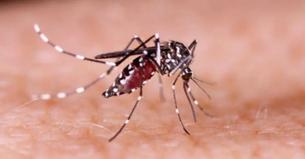 Penduduk Dunia Rentan Kena Penyakit Endemik Virus Dengue Lewat Nyamuk
