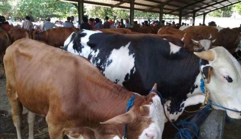 34 Ekor Sapi dan Kerbau di Kudus Berhasil Sembuh PMK