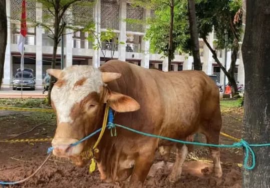 Istiqlal Bagikan Daging Kurban ke 25 Ribu Orang, Mulai dari Warga hingga Rumah Tahfidz