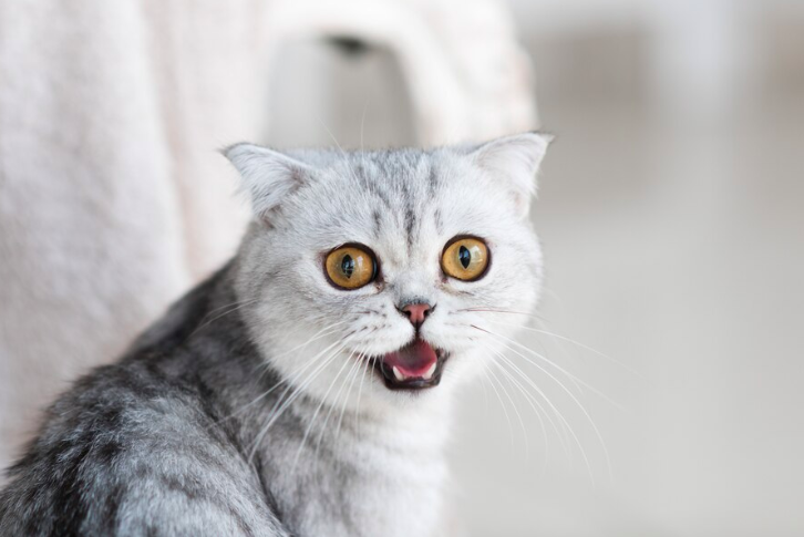 Ini Jenis Kucing yang Cocok untuk Penderita Alergi
