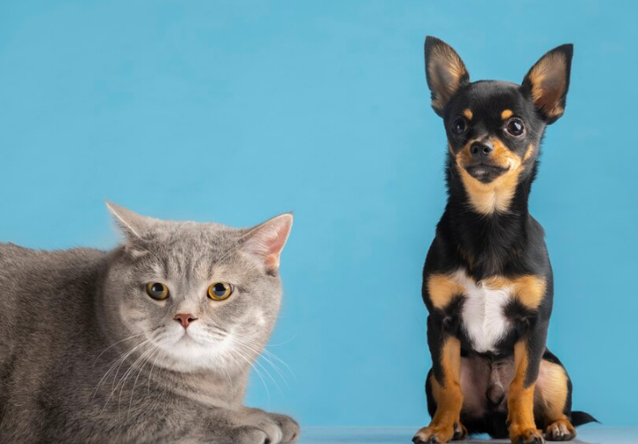 Kucing vs Anjing, Mana yang Lebih Mahal Perawatannya?