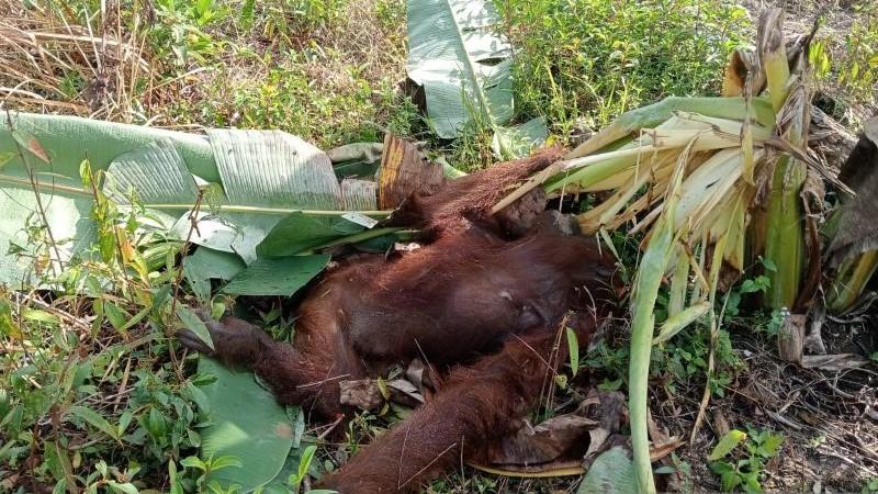 BKSDA Kalbar Investigasi Penyebab Kematian Orangutan di Kayong Utara