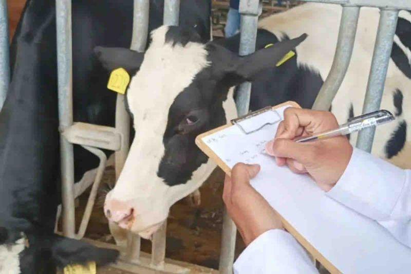 Impor Susu RI Tembus 81%, Ternyata Ini Penyebabnya