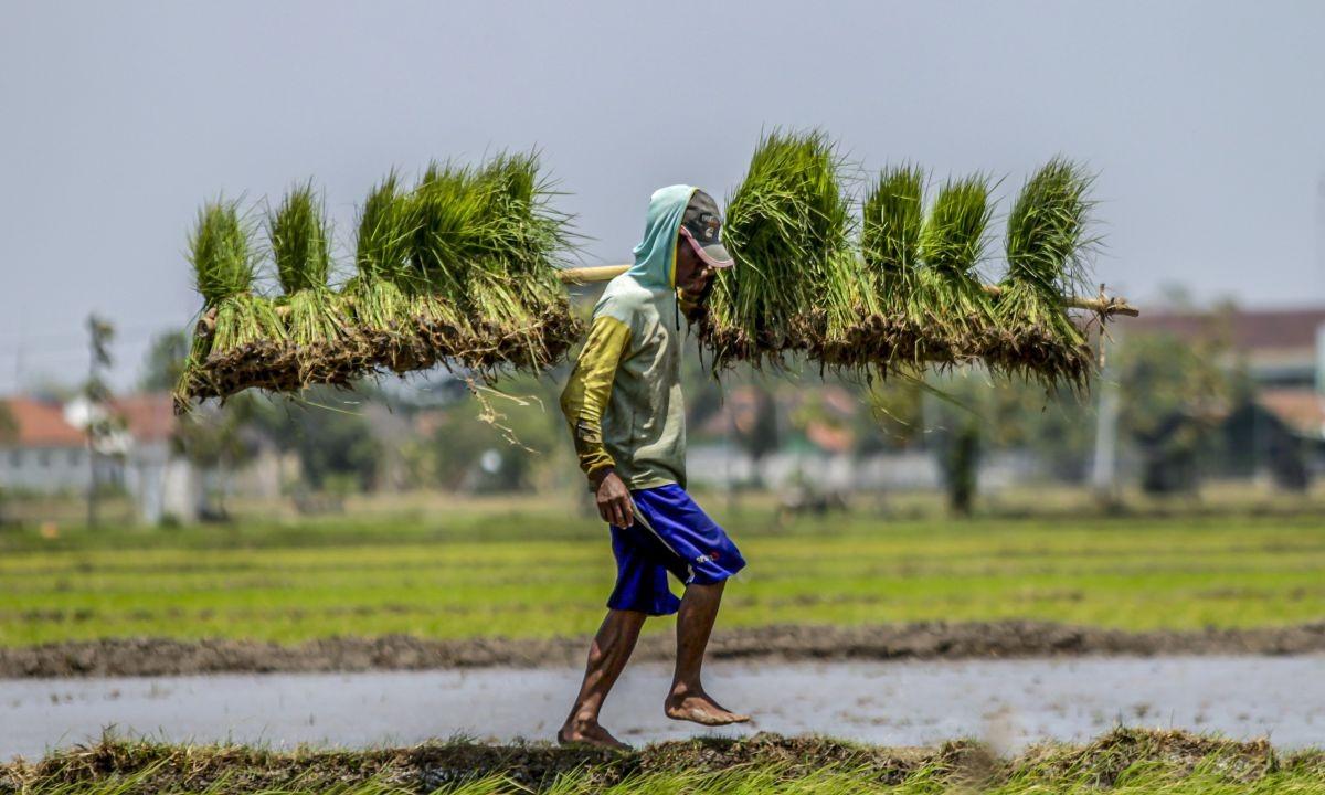Mulai 1 Januari 2025, Petani Sudah Bisa Tebus Langsung Pupuk Subsidi