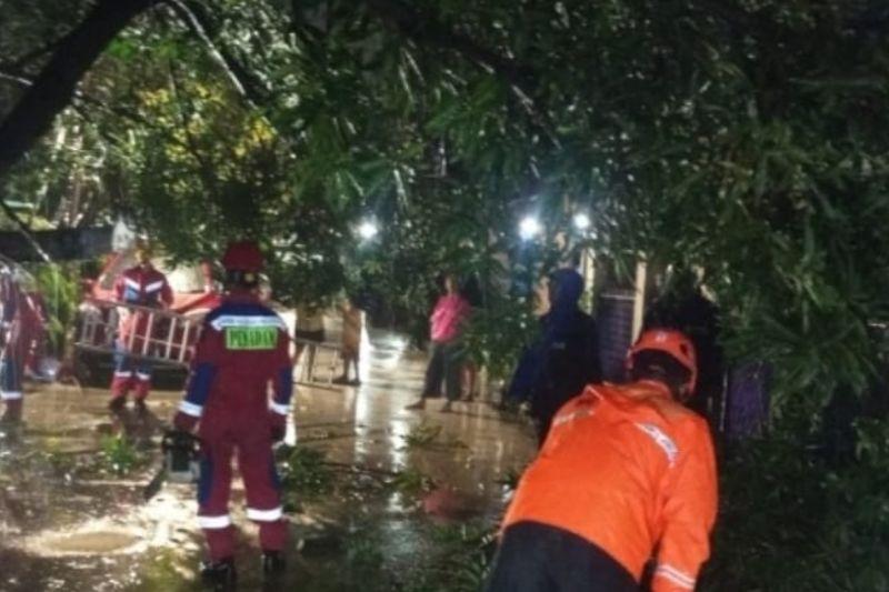 6 Pohon Tumbang gegara Hujan Angin di Jakarta, Timpa Rumah dan Kabel PLN