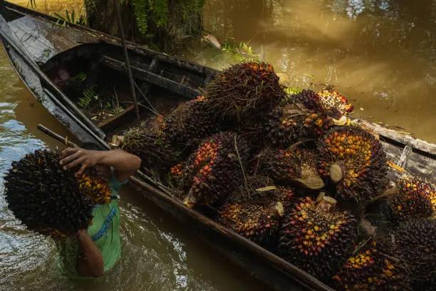 B50 Segera Diuji, RI Makin Serius Pakai Biodiesel Sawit