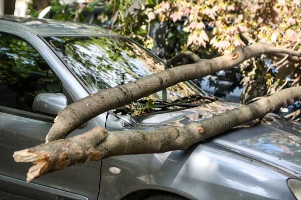 Hujan Deras, Pohon Tumbang Timpa Rumah dan Mobil di Bogor
