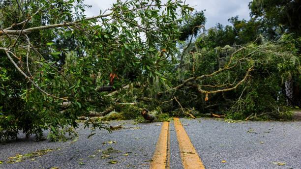 Pohon Tumbang di Kebon Sirih, Lalu Lintas Sempat Tersendat