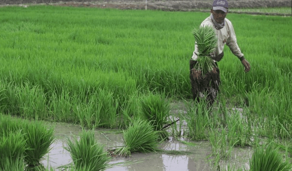 Lahan Sawah di Jakarta Terus Menyusut, Ketahanan Pangan Lokal Terancam