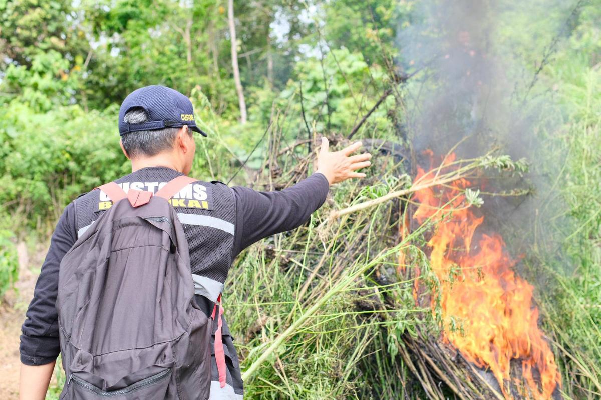 Tim Gabungan BNN dan Bea Cukai Musnahkan 3 Hektare Ladang Ganja di Aceh Besar