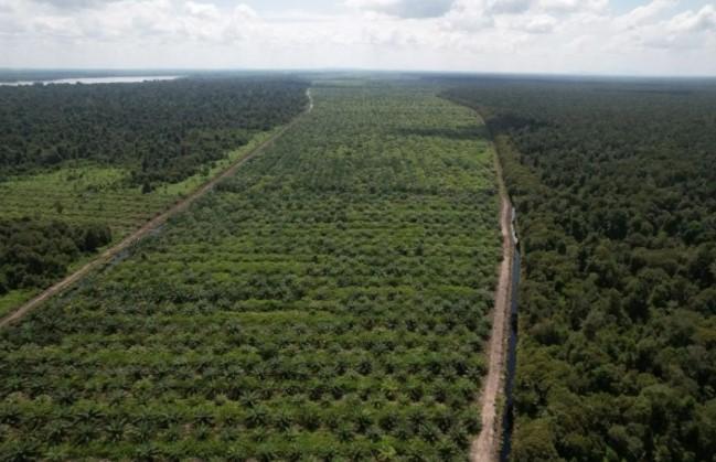 Sawit di Lahan Gambut Tak Harus Dihindari, Ini Syarat Agar Tetap Berkelanjutan dan Produktif