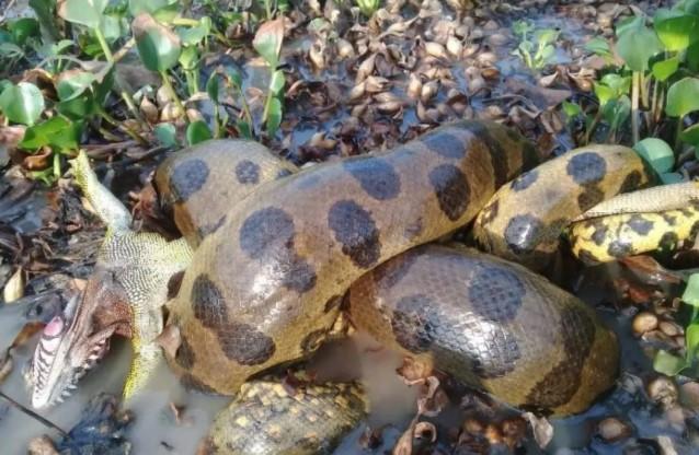 Hoaks Penampakan Anaconda Raksasa di Sungai Amazon, Terbukti Rekayasa AI