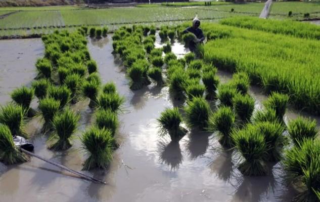 Revisi Perpres Sawah: Pemerintah Perluas Perlindungan Lahan Demi Ketahanan Pangan