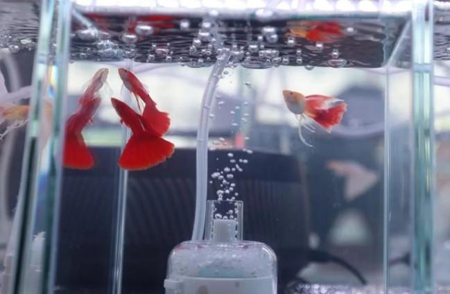 Kompetisi Ikan Gupi Internasional di China Tampilkan 400 Kelompok dari 20 Negara