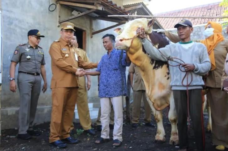 Sapi Simmental 994 Kg dari Probolinggo Jadi Hewan Kurban Presiden Prabowo untuk Idul Adha 2025