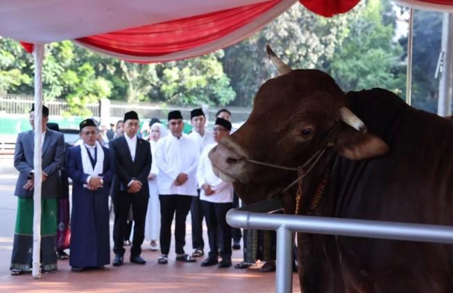Presiden Prabowo Beli 985 Sapi Kurban, APPSI Sebut Peternak Merasa Naik Kelas