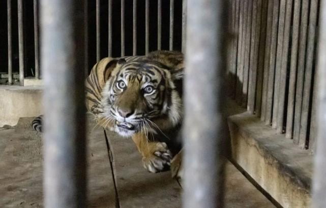 Kemenhut Lakukan Pemeriksaan Genetik Harimau Sumatra di Bukittinggi Usai Anak Harimau Mati