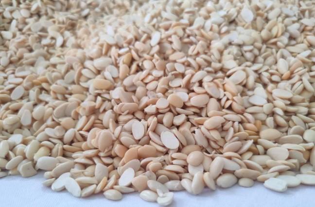 Ahli IPB Tegaskan Keamanan Produk GMO dan Pentingnya Edukasi soal Tempe dari Kedelai Rekayasa Genetika