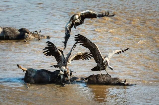 Masai Mara, Surga Satwa Liar Afrika dengan Fenomena Migrasi Spektakuler