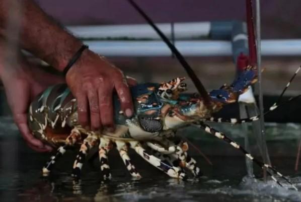 Unpad Pastikan Budidaya Lobster di Pangandaran Berbasis Riset dan Tidak Ganggu Ekosistem