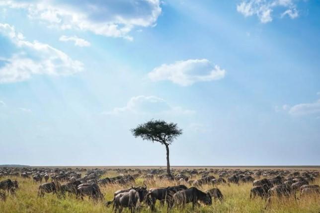 Migrasi Massal Wildebeest dan Zebra Kembali Hiasi Masai Mara, Atraksi Alam Spektakuler Afrika