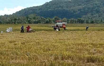 BPS: Produksi Beras Hingga Oktober 2025 Surplus 3,7 Juta Ton