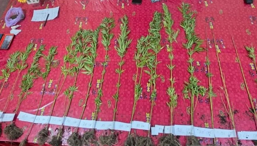 Polres Jayawijaya Amankan 20 Pohon Ganja di Jalan Trans Wamena-Lanny Jaya