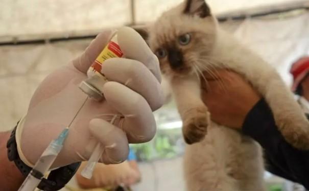Lebih dari 10 Ribu Hewan Sudah Divaksin Rabies di Jakarta Timur hingga September 2025