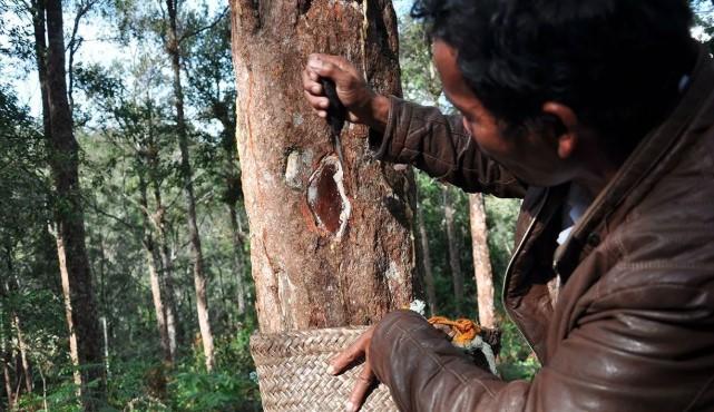 Kemenperin Dorong Hilirisasi Kemenyan Lewat IKM, Targetkan Penguatan Ekspor Minyak Atsiri