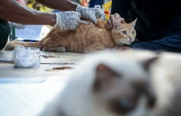 Layanan Vaksinasi Rabies dan Pengobatan Hewan Gratis di Kota Tangerang, Cukup Tunjukkan KTP