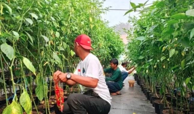 Jakarta Timur Dorong Urban Farming di Lahan Tidur dan Rooftop, Targetkan Ketahanan Pangan Perkotaan