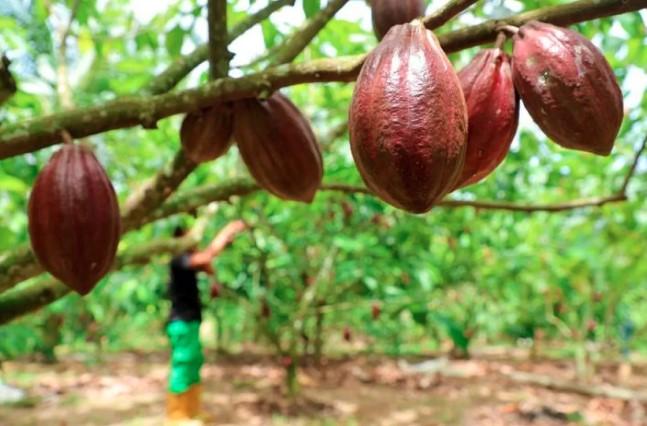 Pemerintah Alokasikan Rp9,9 Triliun untuk Hilirisasi Perkebunan, Sasar 800 Ribu Hektare Komoditas Unggulan