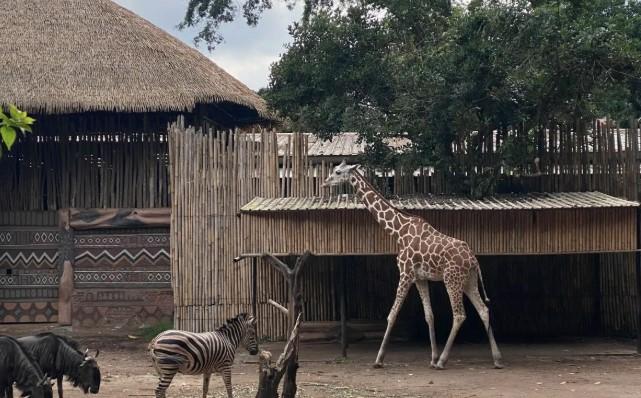 Pemkot Bandung Tegaskan Tunggakan Sewa Bandung Zoo Harus Dibayar, Proses Hukum Sudah Inkrah